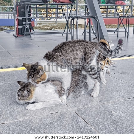 Aegean type cats having adult intercourse in an open location