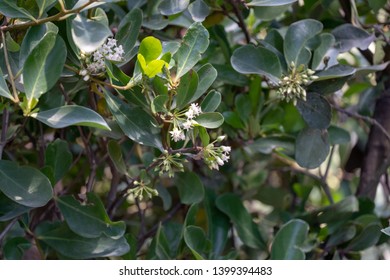 27 Aegiceras corniculatum Images, Stock Photos & Vectors | Shutterstock