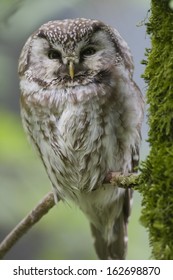 Aegolius Funereus, Boreal Owl