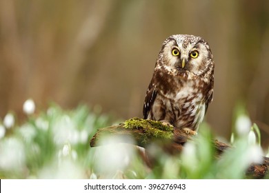 Aegolius Funereus Owl In Snowdrops