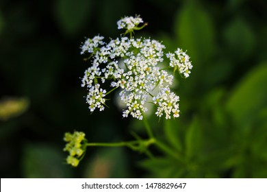 Aegopodium. The most well-known member is the Aegopodium podagraria, the ground elder also known as snow-on-the-mountain, Bishop's weed, goutweed, native to Europe and Asia.