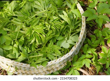 Aegopodium podagraria, also ground elder or gerard's grass, bishop's weed. Greens in a wicker tray. It is used as food and medicine. Very good for joint health.