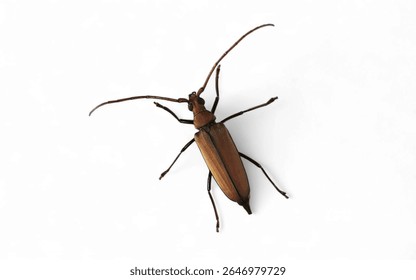 Un Aegosoma scabricorne 
