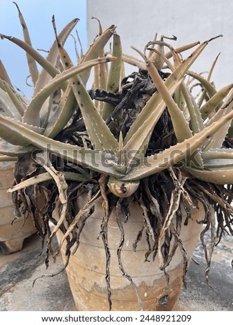 Aelovera plant unwatered roots monstrous 