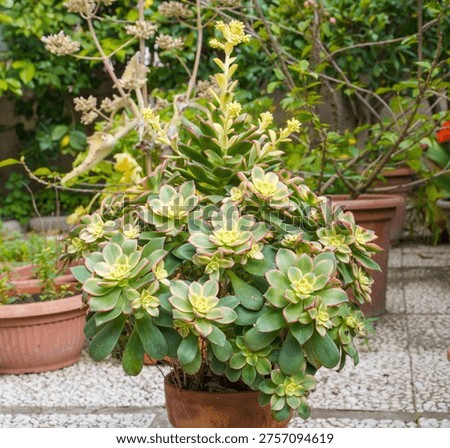 Aeonium decorum Blooming with its splendid spring colours