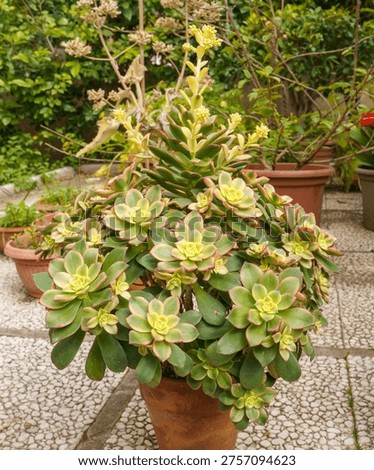 Aeonium decorum Blooming with its splendid spring colours