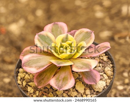 Aeonium decorum with its splendid spring colors!