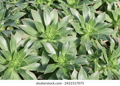 Aeonium decorum is a succulent plant of the family Crassulaceae