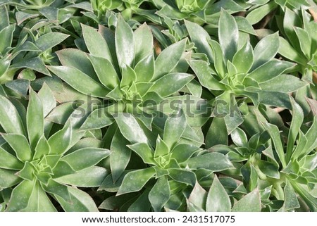 Aeonium decorum is a succulent plant of the family Crassulaceae