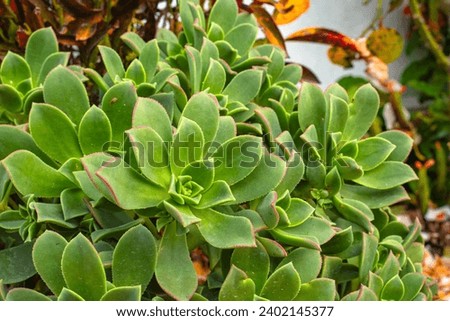Aeonium decorum Webb ex Bolle or Aeonium kiwi cactus or desert succulent plant green color
