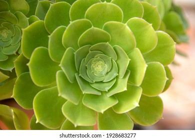 Aeonium lily pad close up, succulent close up