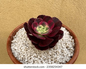 Aeonium Medusa super rare variegated succulent  - Shutterstock ID 2358254347
