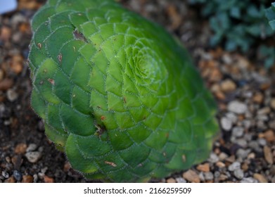 Aeonium Tabuliforme, The Flat-topped Aeonium Or Saucer Plant, Is A Species Of Succulent Plant In Garden