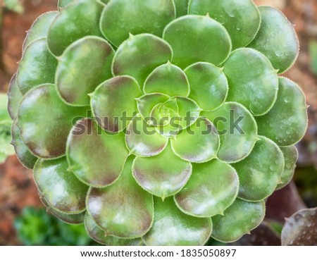 Aeonium urbicum cactus or Crassulaceae Echeveria green plant. Selective focus.