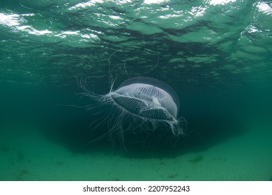 Aequorea Is Swimming Near The Scotland Coast. Small Jellyfish In The Ocean. Tiny Animals.