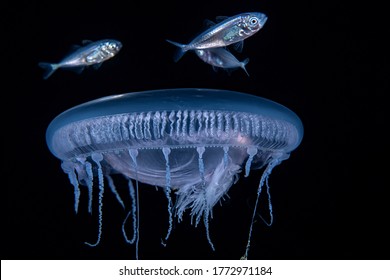 Aequores Forskalii , Pin Fish, Jellyfish, Symbiotic Marine Life Relationship