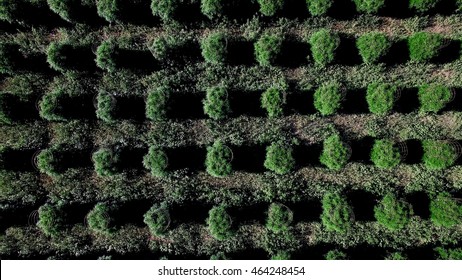 Aerial Above Large Legal Cannabis Sativa Field. Example of Agriculture Growing Weed Plants for Legal Recreational Marijuana Use.