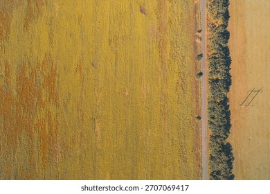 Aerial abstract composition showing a sharp vertical road treeline boundary between a vibrant yellow crop field and a tan stubble field. Illustrates geometric land division and agricultural contrast.