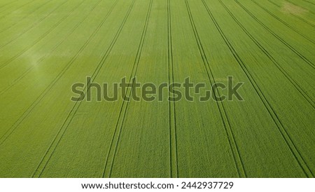 AERIAL: Amazing view of a huge wheat field with a pattern of tractor tracks. Vibrant color of thriving crop plants in English countryside. Green agricultural field with straight traces of farm vehicle