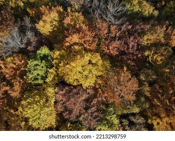 Aerial Autumn Zenith View ORANGE Red Yellow And Green TREES Drone Pic 