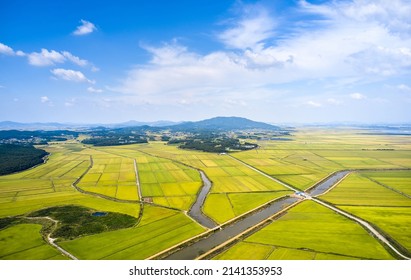 Aerial and autumnal view of golden rice paddy field for harvest with waterway at Cheonsu Bay near Seosan-si, South Korea 
				
