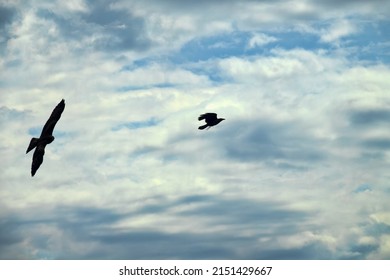 An Aerial Battle Between A Raven And A Kite Over Food Leftovers. Kleptoparasitism As Feeding Behaviour