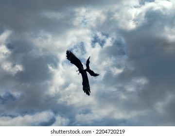 An Aerial Battle Between A Raven And A Kite Over Food Leftovers. Kleptoparasitism As Feeding Behaviour