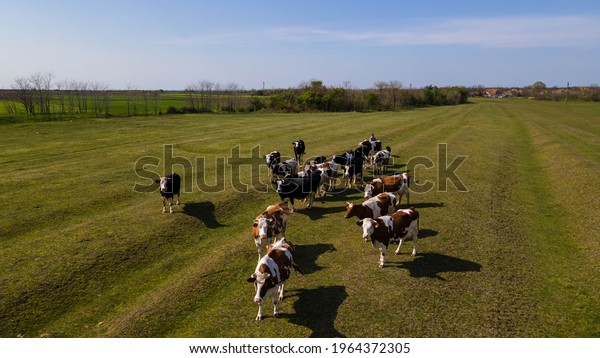 Aerial bird view photo above meadow with red\
Holstein Friesians cattle grazing grass showing their long shadows\
from sundown in grass field these cows are usually used for dairy\
production