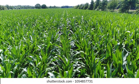 Aerial Bird View Photo Corn Plants Important Staple Food But Not All Of This Maize Is Consumed Directly By Humans Some Of Production Is Used For Corn Ethanol Animal Feed Or Corn Starch And Corn Syrup