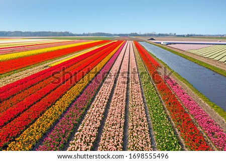 Similar – Image, Stock Photo tulip field fields Tulip