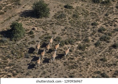 Aerial Of Buck Running