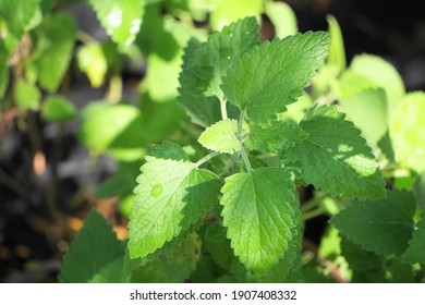 Aerial Catnip Plant By Natural Light 