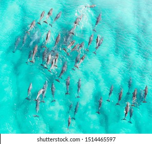 Aerial close up of a dolphin pods swimming in tropical warm blue water. Beautiful marine mammal endangered species 