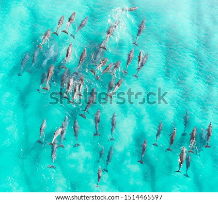 Aerial close up of a dolphin pods swimming in tropical warm blue water. Beautiful marine mammal endangered species 