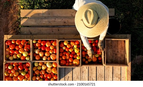 Aerial closeup view of man sorting tomatoes on flatbed trailer at sunrise. - Powered by Shutterstock