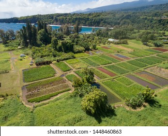 Aerial Coastal And Taro Farm In Maui