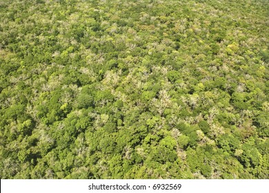 Aerial of dense forest with greenery.
