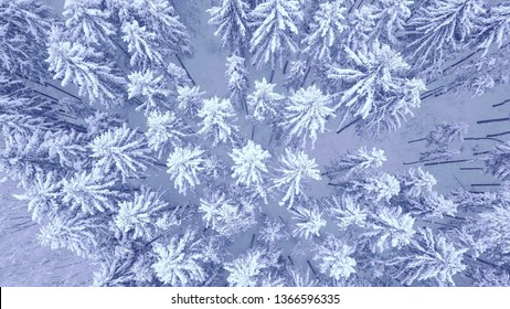 Aerial Down Up Camera Zoom Video Of Beautiful Blue Winter Pine Snow Covered Forest In 4K