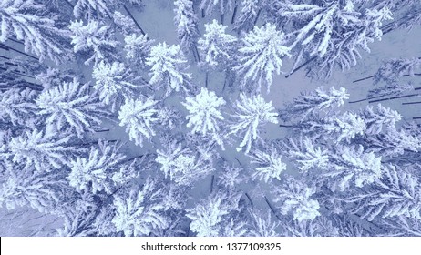 Aerial Down Up Camera Zoom Video Of Beautiful Blue Winter Pine Snow Covered Forest In 4K