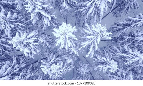 Aerial Down Up Camera Zoom Video Of Beautiful Blue Winter Pine Snow Covered Forest In 4K