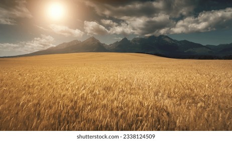 Aerial Drone Close Up Low Flight above ripe yellow wheat field surrounded by impressive mountains in idyllic nature golden light sunset. Dramatic picturesque landscape. Tatras Mountains, Slovakia. - Powered by Shutterstock