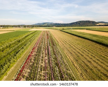 Aerial drone image of fields with diverse crop growth based on principle of polyculture and permaculture - a healthy farming method of ecosystem
