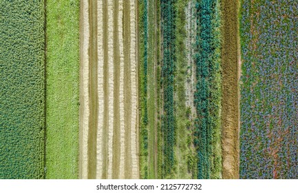 Lufttrockenbild von Feldern mit unterschiedlichem Pflanzenwachstum auf der Grundlage des Prinzips der Polykultur und Permakultur - eine gesunde Anbaumethode für das Ökosystem