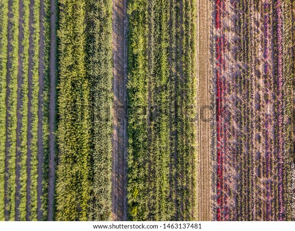 Aerial drone image of fields with diverse crop growth based on principle of polyculture and permaculture - a healthy farming method of ecosystem
