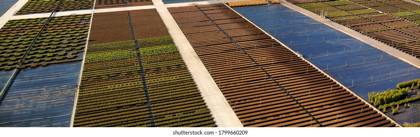 Aerial Drone Image Of A Tree Nursery, With The Plants And Pots In Rows And Lines. Boskoop Is Known Of His Horticulture And Many Tree Nurseries. 