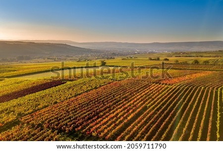 Aerial Drone Panorama of vineyards of the winer of the Rheingau Kaiserpfalz close to Ingelheim and Bingen during sunset in Autumn, Großwinternheim, Germany