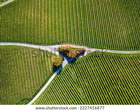 Aerial drone panoramic view of vineyard landscape of Rheingau in autumn
