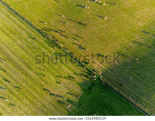 Aerial Drone\
Photo of Cattle Herd in a Green Field with Wall dividing Pastures,\
Sunny Evening with Long\
Shadows