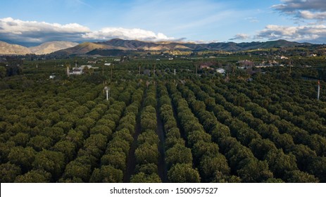 Aerial Drone Photo Of Citrus Grove In Southern California With Orange And Lemon Trees