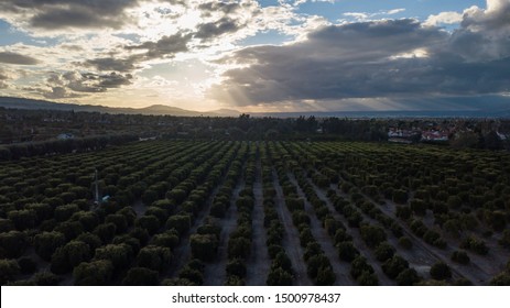 Aerial Drone Photo Of A Dark Citrus Grove At Sunset On A Cloudy Day In Southern California 